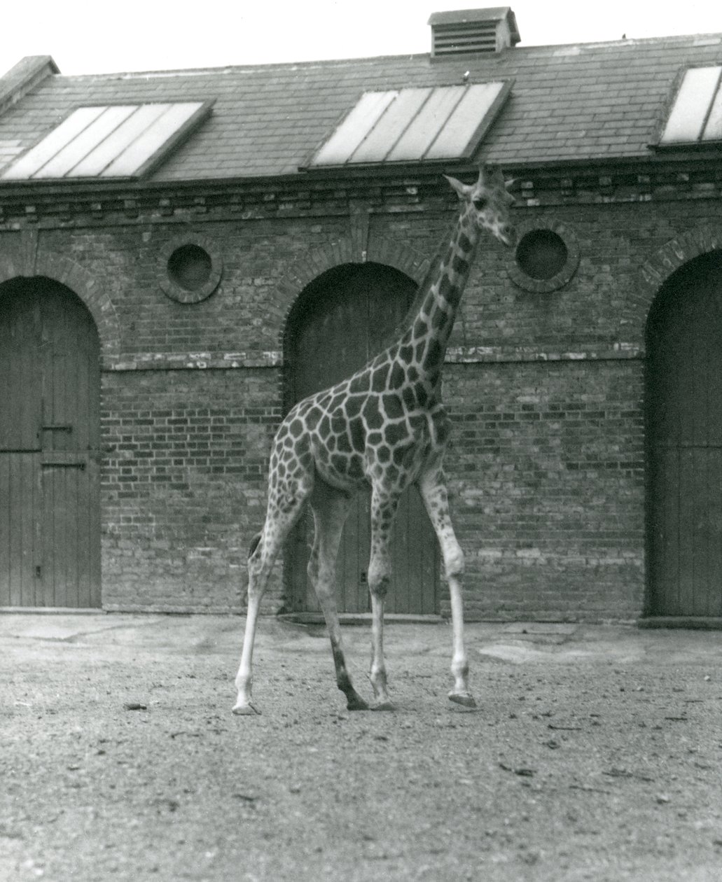 1923年ロンドン動物園、キリンハウスの外のパドックに立っている女性キリンモード（bw写真） 作： フレデリックウィリアムボンド