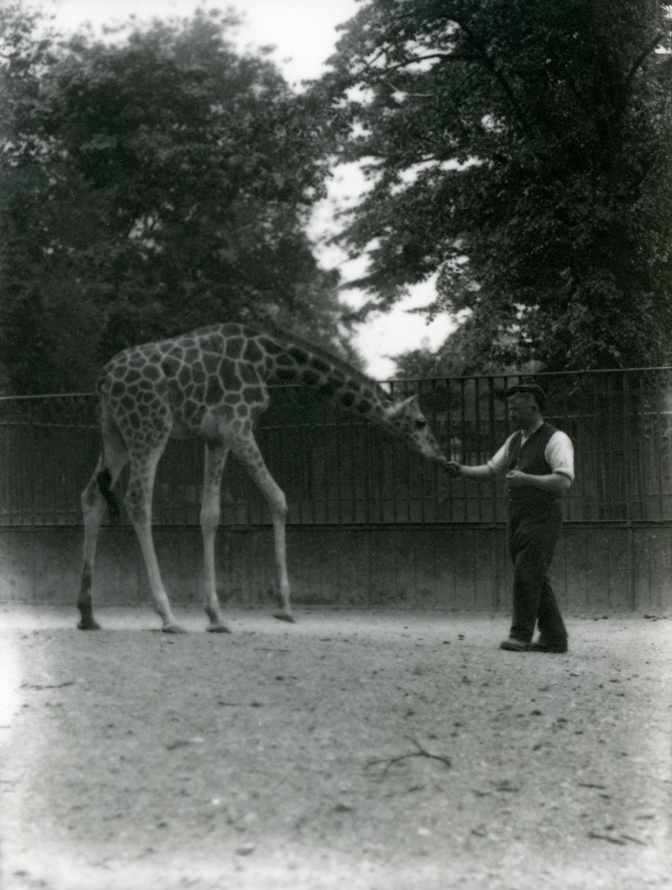 1953年6月にロンドン動物園で飼育員の手から餌をとるキリン &39;モード&39;。 作： フレデリックウィリアムボンド