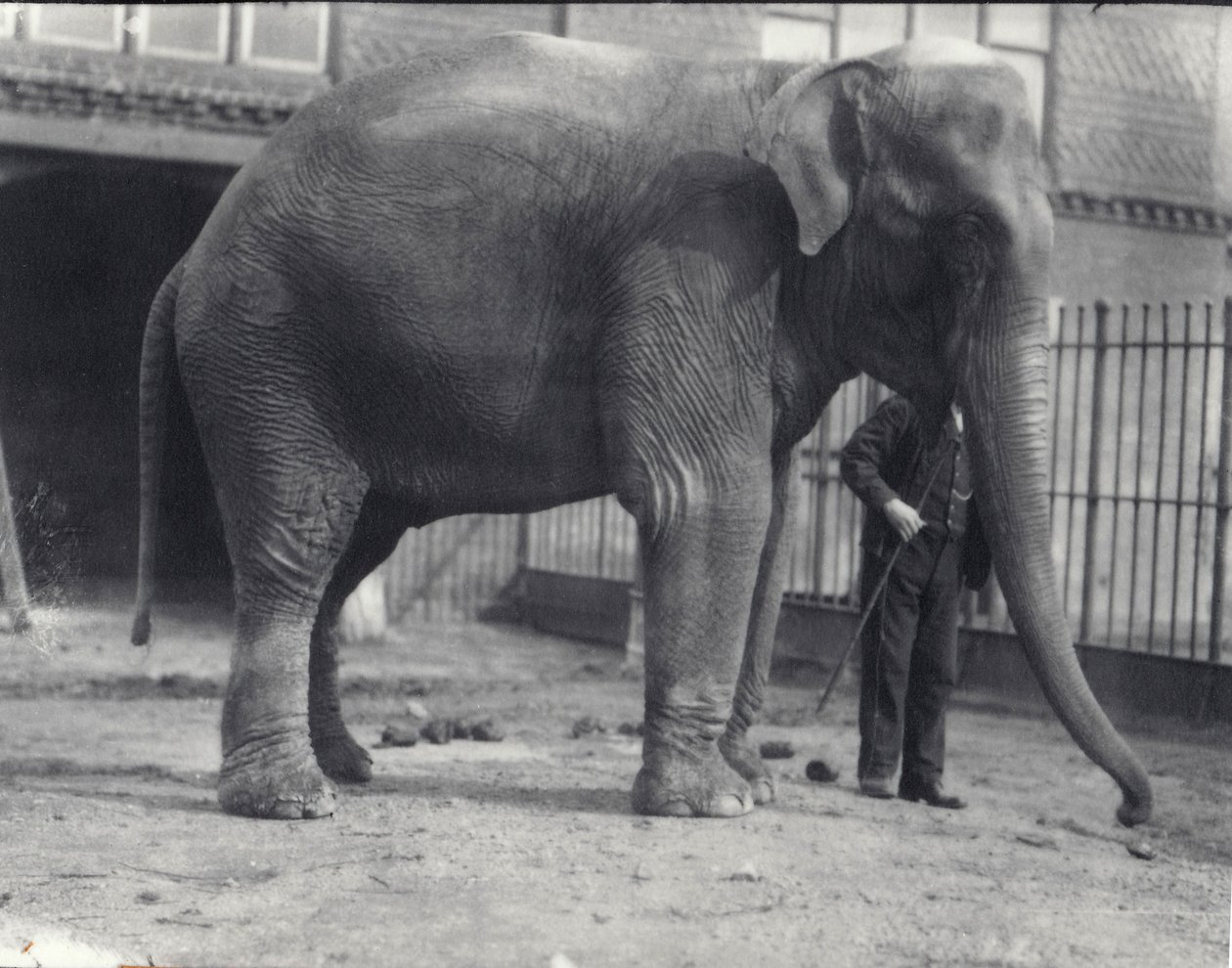 1914年4月、ロンドン動物園で飼育係と一緒にいるインド象、アッサムルキ 作： フレデリックウィリアムボンド