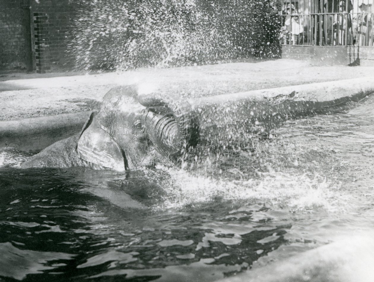 彼女のプールで入浴するインディアラニ。ロンドン動物園、1923年8月（bw写真） 作： フレデリックウィリアムボンド