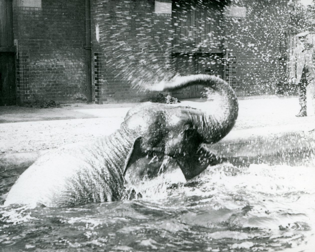 彼女のプールで入浴するインディアラーニ、ロンドン動物園、1923年8月（bw写真） 作： フレデリックウィリアムボンド