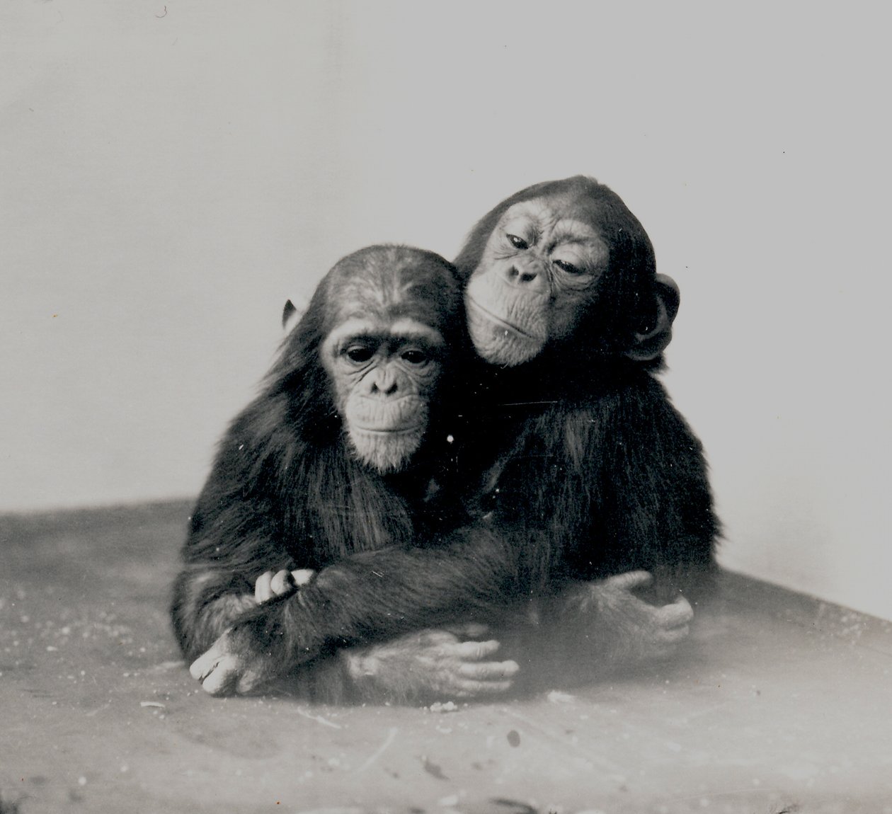 ジョニーと友人、1923年、ZSLロンドン動物園の2つのチンパンジー 作： フレデリックウィリアムボンド