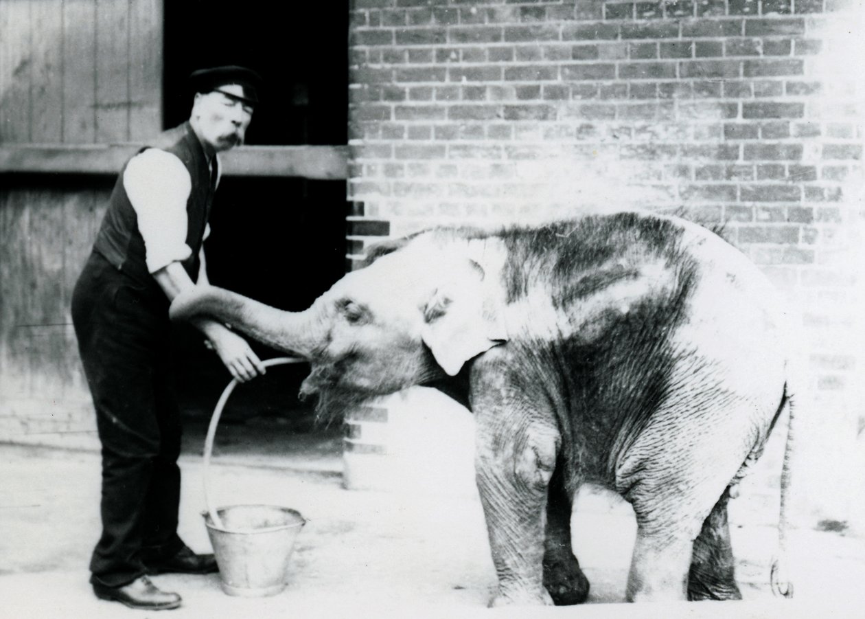 1913年にロンドン動物園で飼育中のチャールズエイルズがチューブでアジアゾウの赤ちゃんに餌をやる 作： フレデリックウィリアムボンド