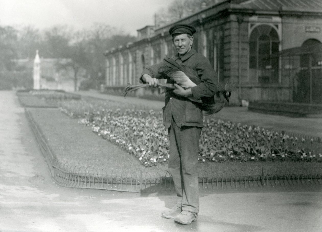 灰色の戴冠させたクレーンを運ぶキーパーG.ブロア、ロンドン動物園、1923年5月（bw写真） 作： フレデリックウィリアムボンド
