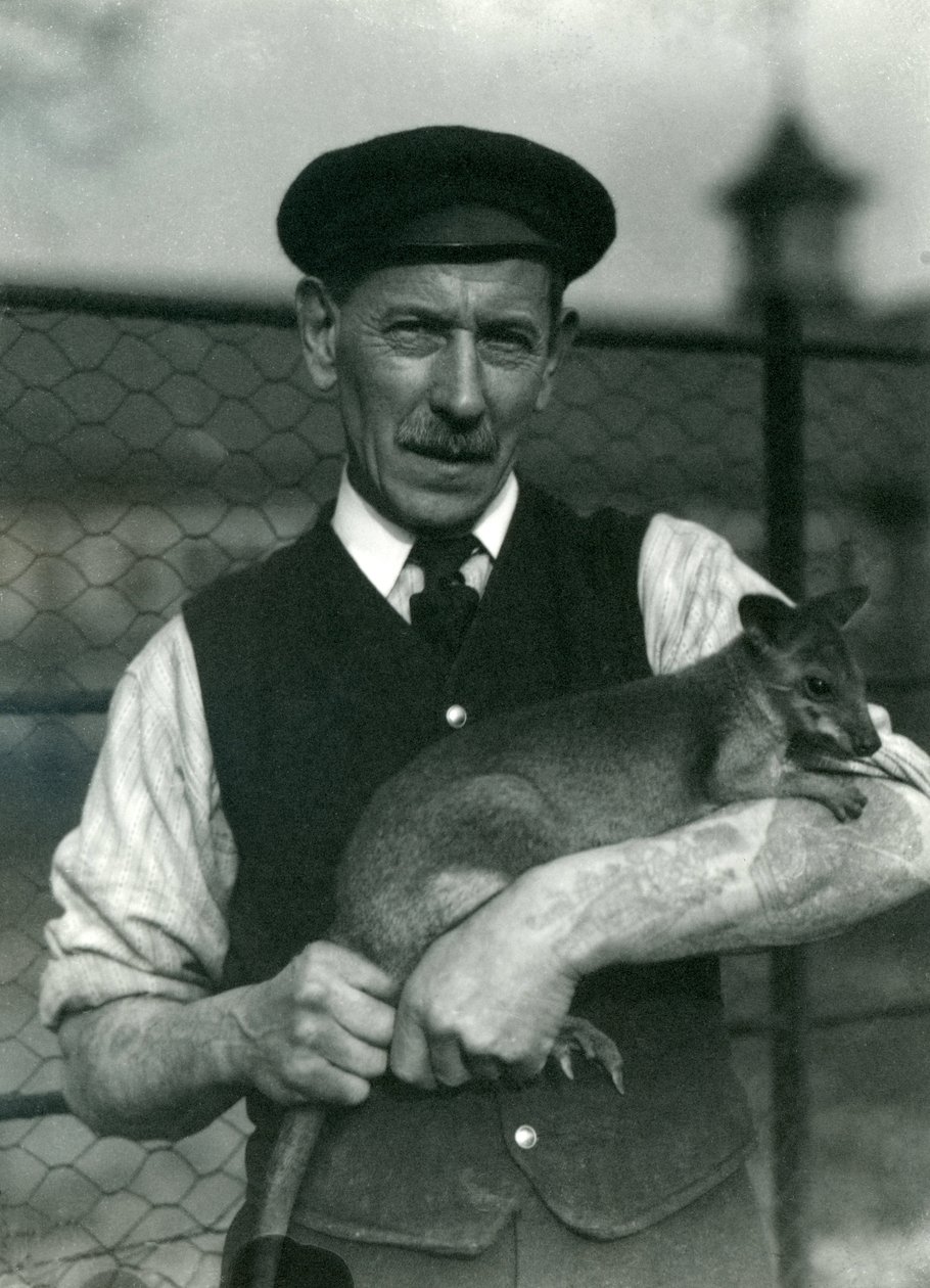 1920年10月、ロンドン動物園でワラビーを保持しているキーパーG.ブロア 作： フレデリックウィリアムボンド