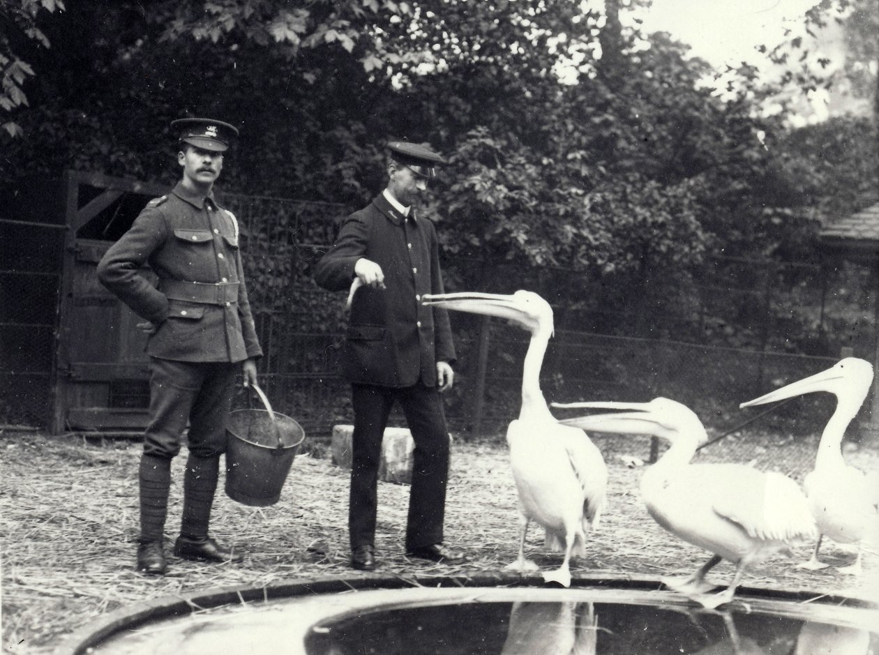 1915年10月、ロンドン動物園のプールサイドでペリカンに魚を餌付けする飼育係のAlf Taylor（右）とBodman（左） 作： フレデリックウィリアムボンド