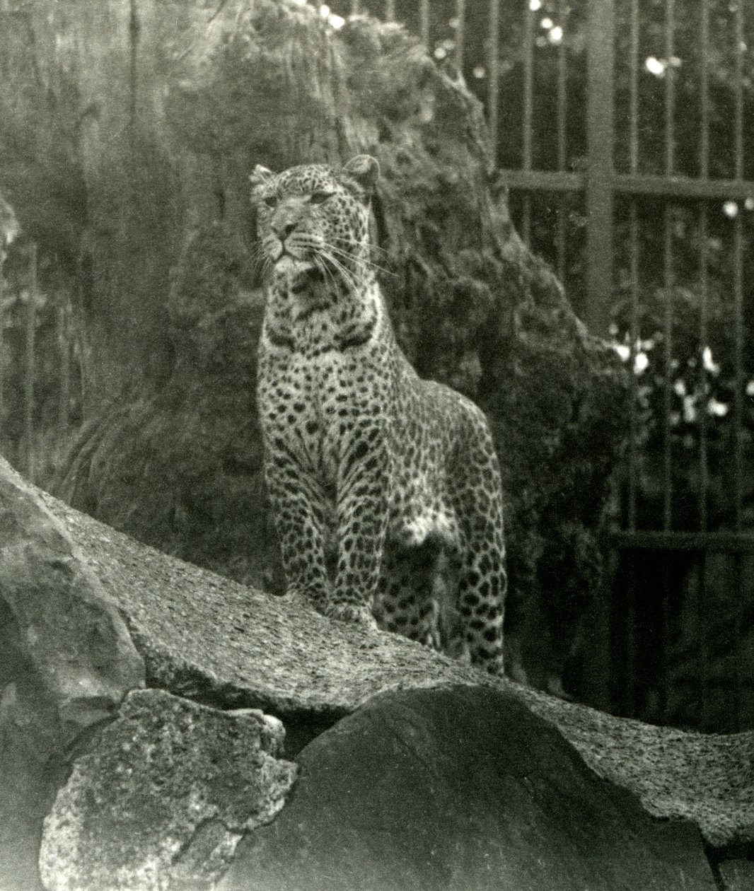 1923年にロンドン動物園で彼の囲いの岩の上に立っているヒョウレックス（bw写真） 作： フレデリックウィリアムボンド