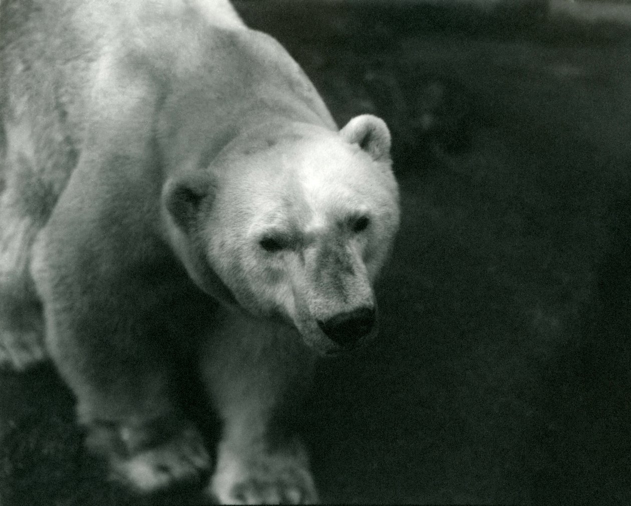 1920年11月、ロンドン動物園でホッキョクグマ「サム」 作： フレデリックウィリアムボンド