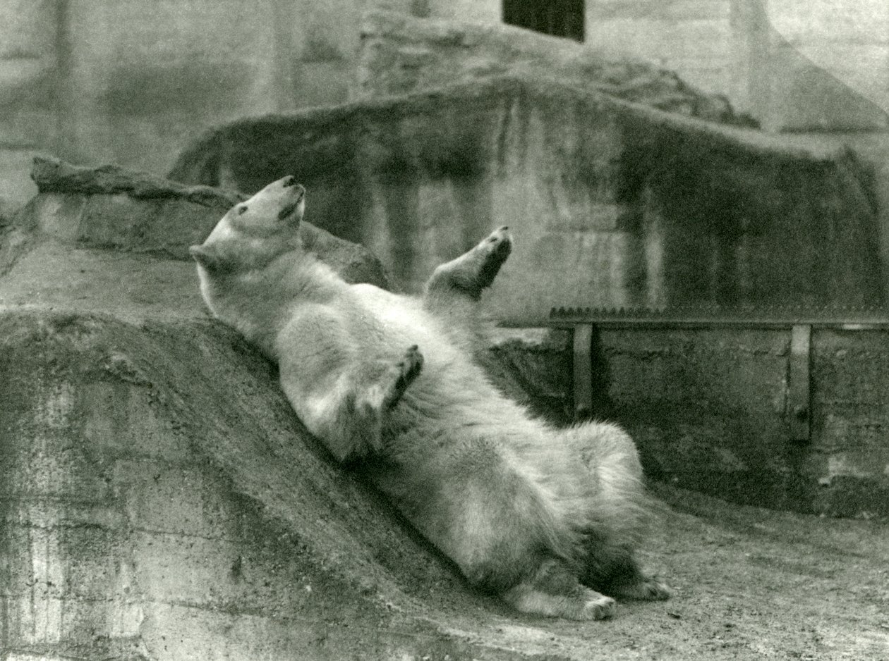 1923年にロンドン動物園のマッピンテラスのふもとにある囲いの中でリクライニングするホッキョクグマのサム（bw写真） 作： フレデリックウィリアムボンド