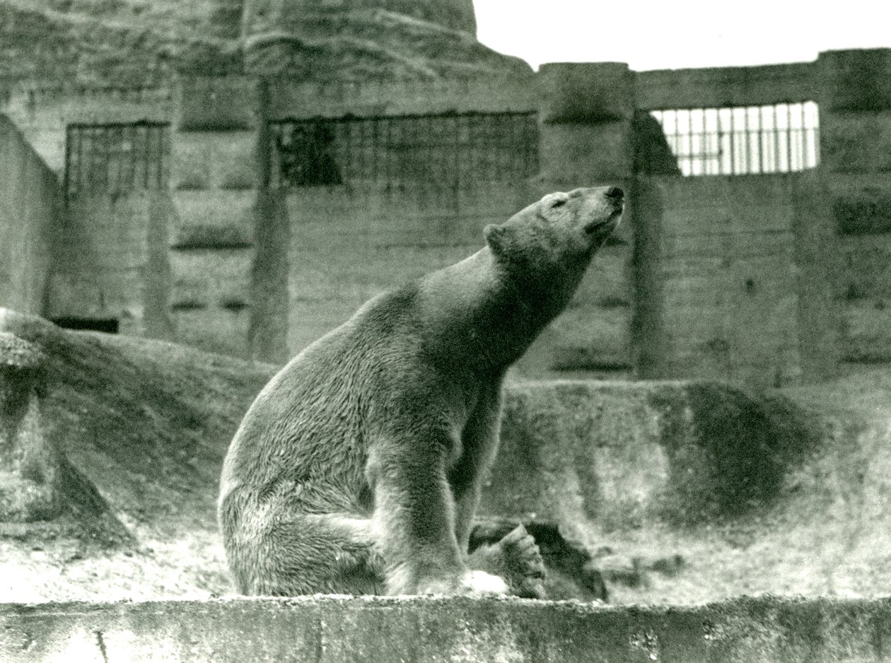 1923年にロンドン動物園のマッピンテラスのふもとにある囲いの中に座っているシロクマサム（bw写真） 作： フレデリックウィリアムボンド