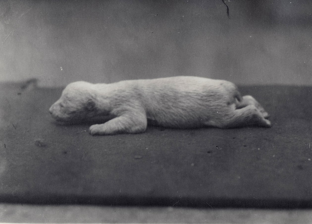 1920年1月、ロンドン動物園の毛布の上に横たわった、まだ目が開いていないシロクマの子 作： フレデリックウィリアムボンド