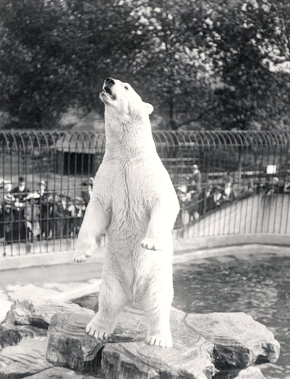 1912年にZSLロンドン動物園で食べ物を物乞いしているシロクマのサム 作： フレデリックウィリアムボンド