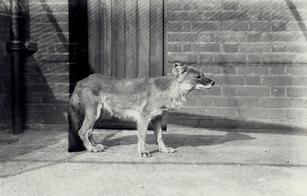 1916年10月、ロンドン動物園のシベリアの野生の犬または人形 作： フレデリックウィリアムボンド