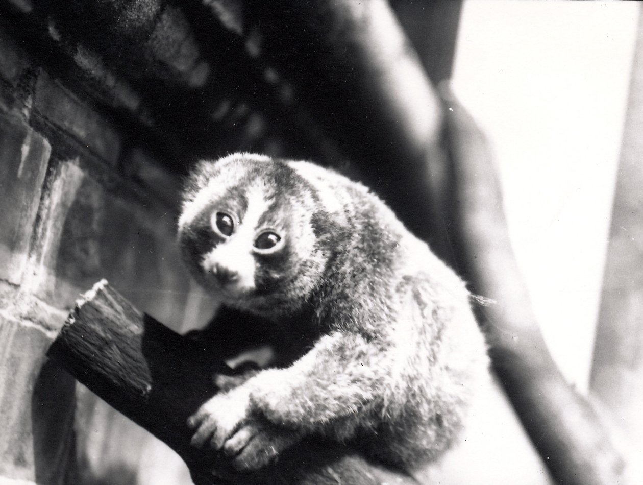 動物園の枝にいるスローロリス、1913年 作： フレデリックウィリアムボンド