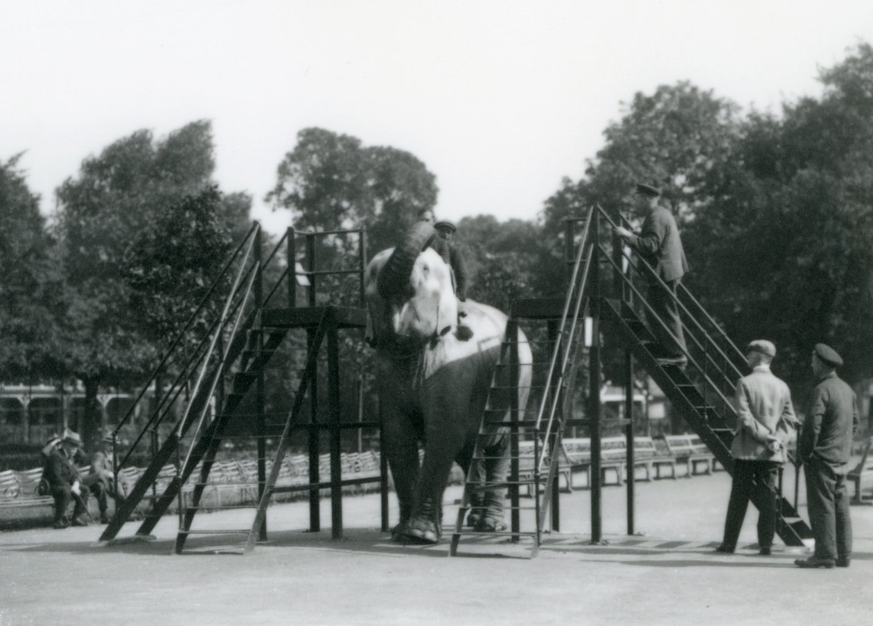 Syed Aliがインディアラニを訓練している間、他のスタッフや看守はロンドン動物園で1922年6月に（bw写真） 作： フレデリックウィリアムボンド