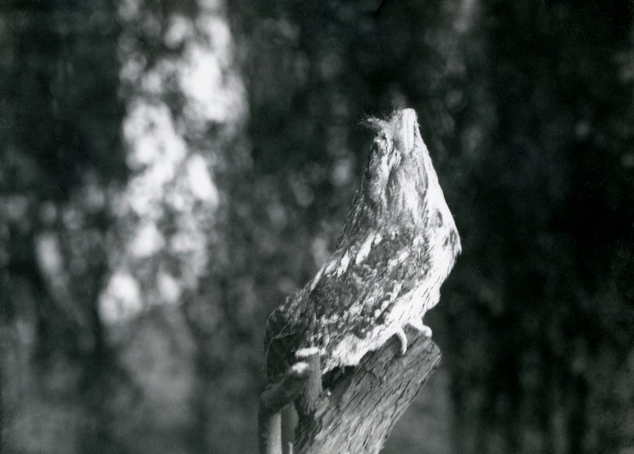 1921年12月、ロンドン動物園の支部で、Tawny Frogmouthの謎めいた羽と休息ポーズがそれを偽装しています。 作： フレデリックウィリアムボンド