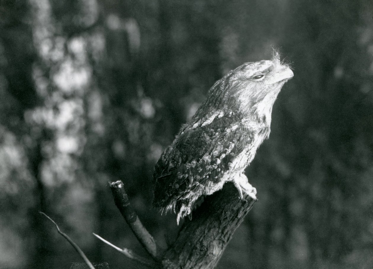 1921年12月、ロンドン動物園の支部で、Tawny Frogmouthの謎めいた羽と休息ポーズがそれを偽装しています。 作： フレデリックウィリアムボンド