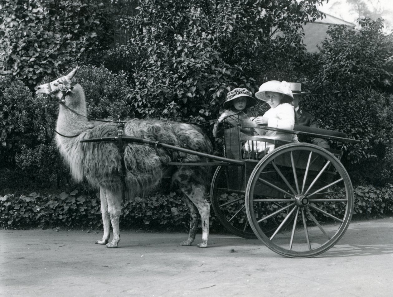 1912年頃、ラマ、ロンドン動物園が引くカートに乗った2人の少女を含む3人の訪問者 作： フレデリックウィリアムボンド