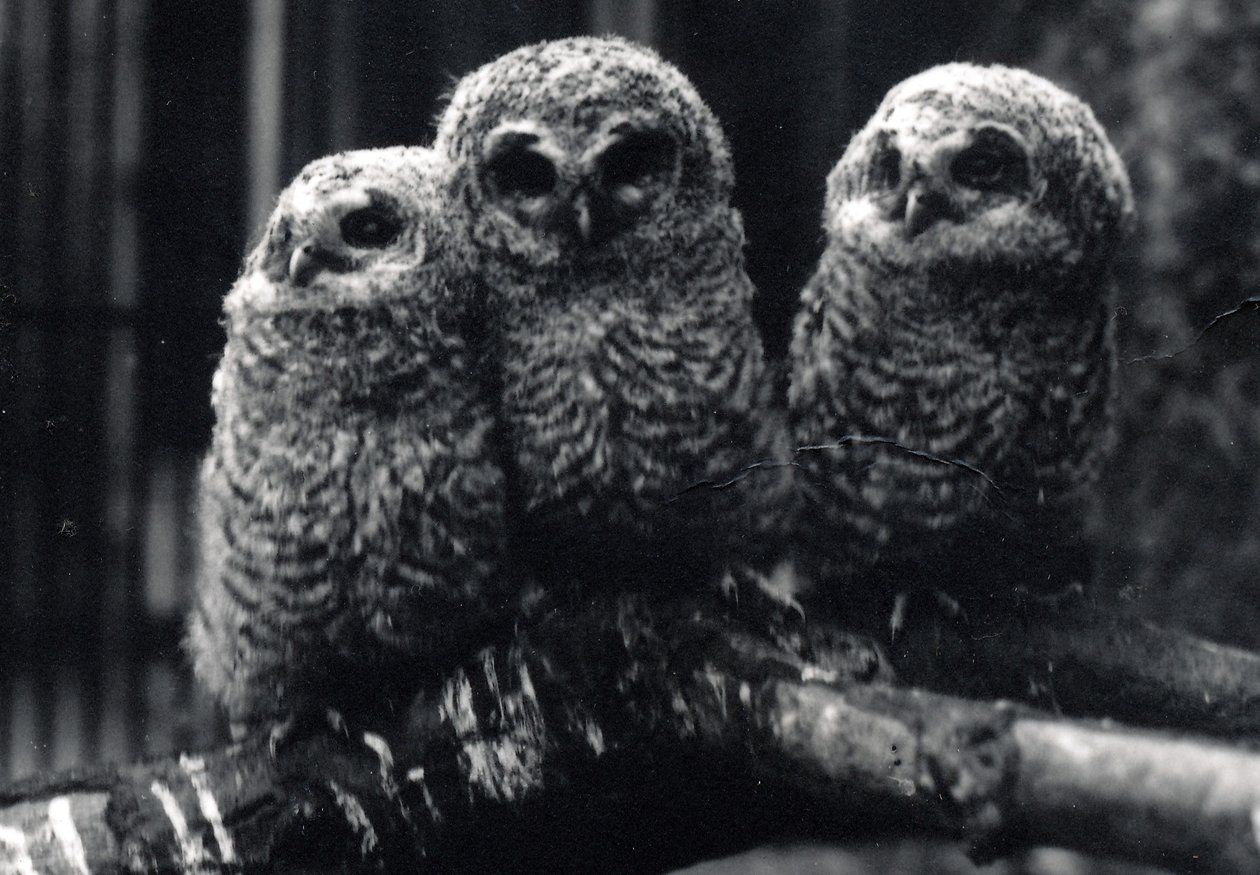 3つの若いモリフクロウが枝に座る 作： フレデリックウィリアムボンド