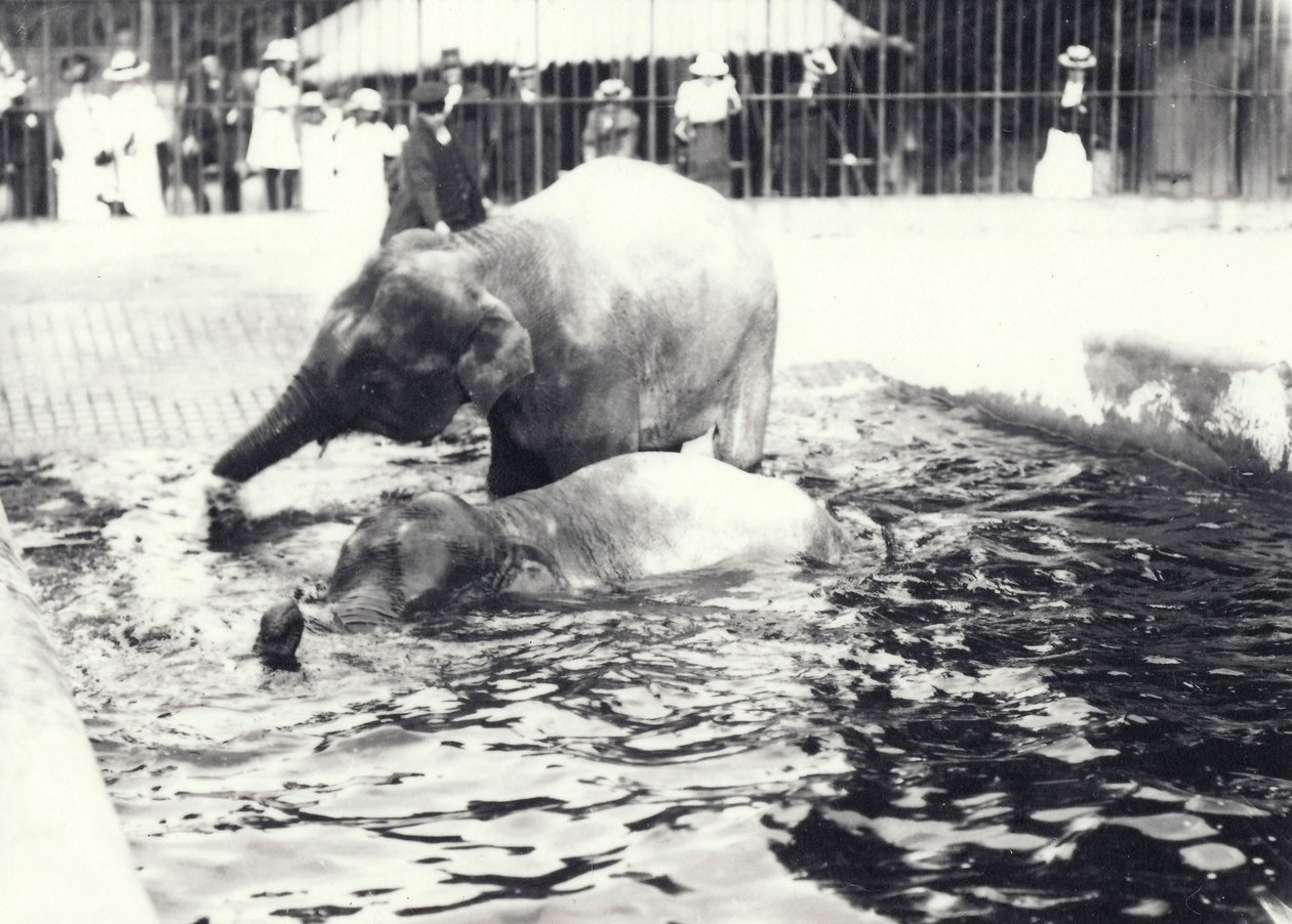 1914年6月、キーパーと訪問者の群衆が見守るロンドン動物園のプールで泳いでいる2頭のアジアゾウ 作： フレデリックウィリアムボンド