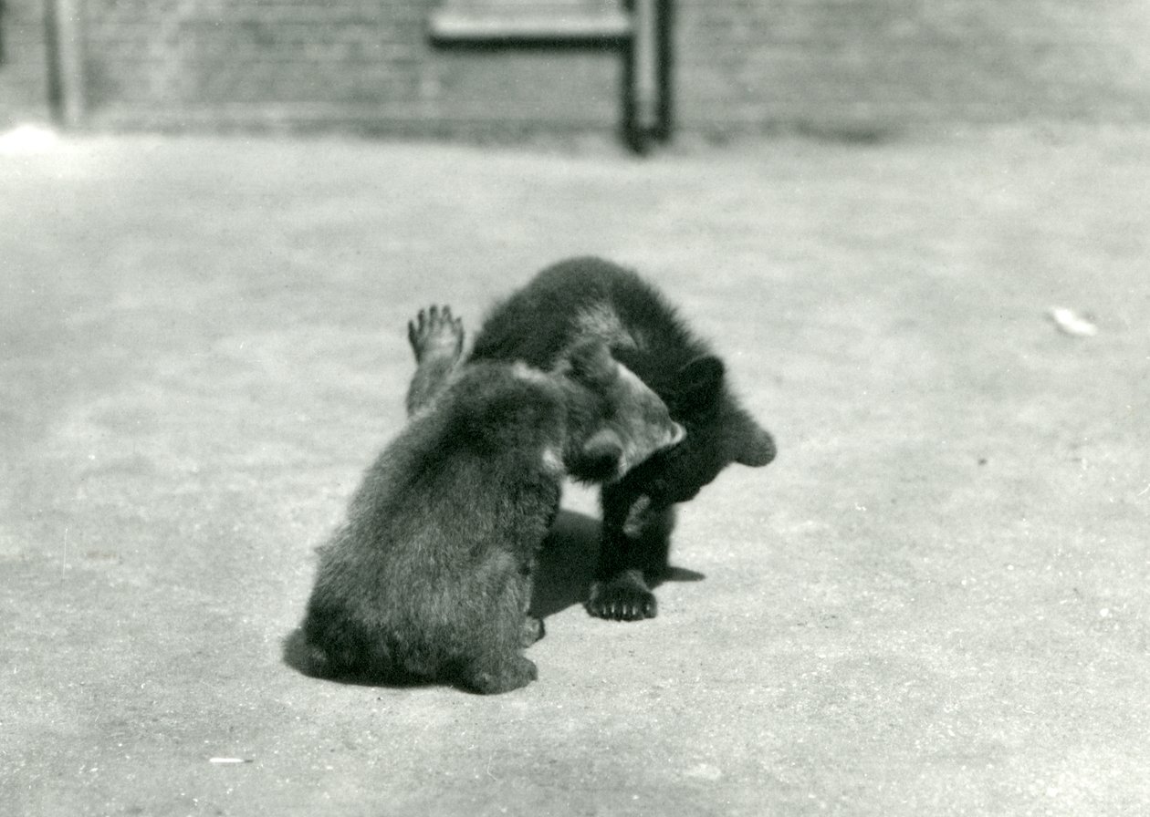 1914年6月、ロンドン動物園で2つのヒグマの子 作： フレデリックウィリアムボンド