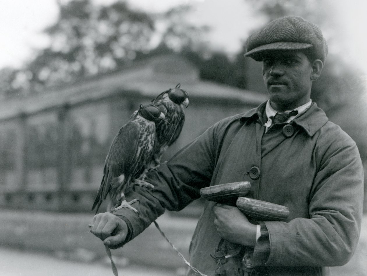 1923年6月、ロンドン動物園で鷹狩りの腕に止まった2つのフード付きハヤブサ（bw写真） 作： フレデリックウィリアムボンド