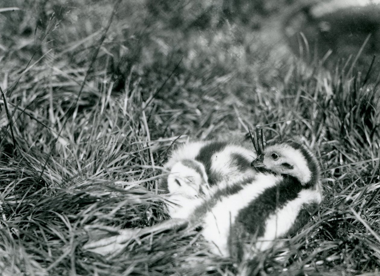 1916年8月、ロンドン動物園で2人の若いアンデスガチョウ。 作： フレデリックウィリアムボンド