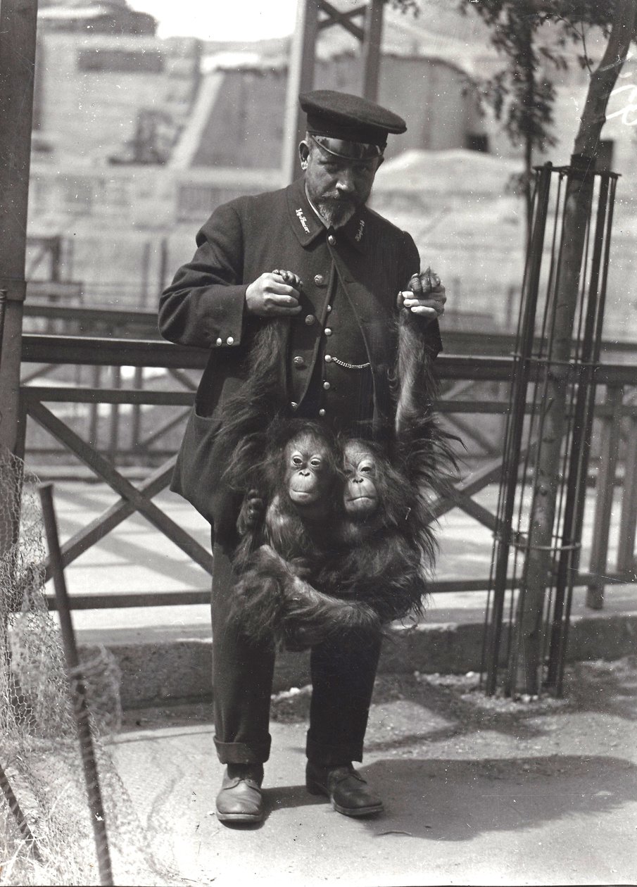 1916年4月、ロンドン動物園でキーパーのロッドウェルが腕に抱えられた2人の若いオランウータン 作： フレデリックウィリアムボンド