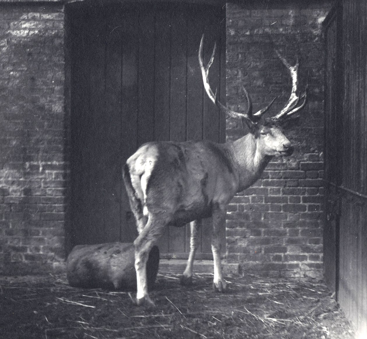 1917年12月、ロンドン動物園に生息するワリシカ、中央アジアまたはチベットレッドディアとしても知られる 作： フレデリックウィリアムボンド