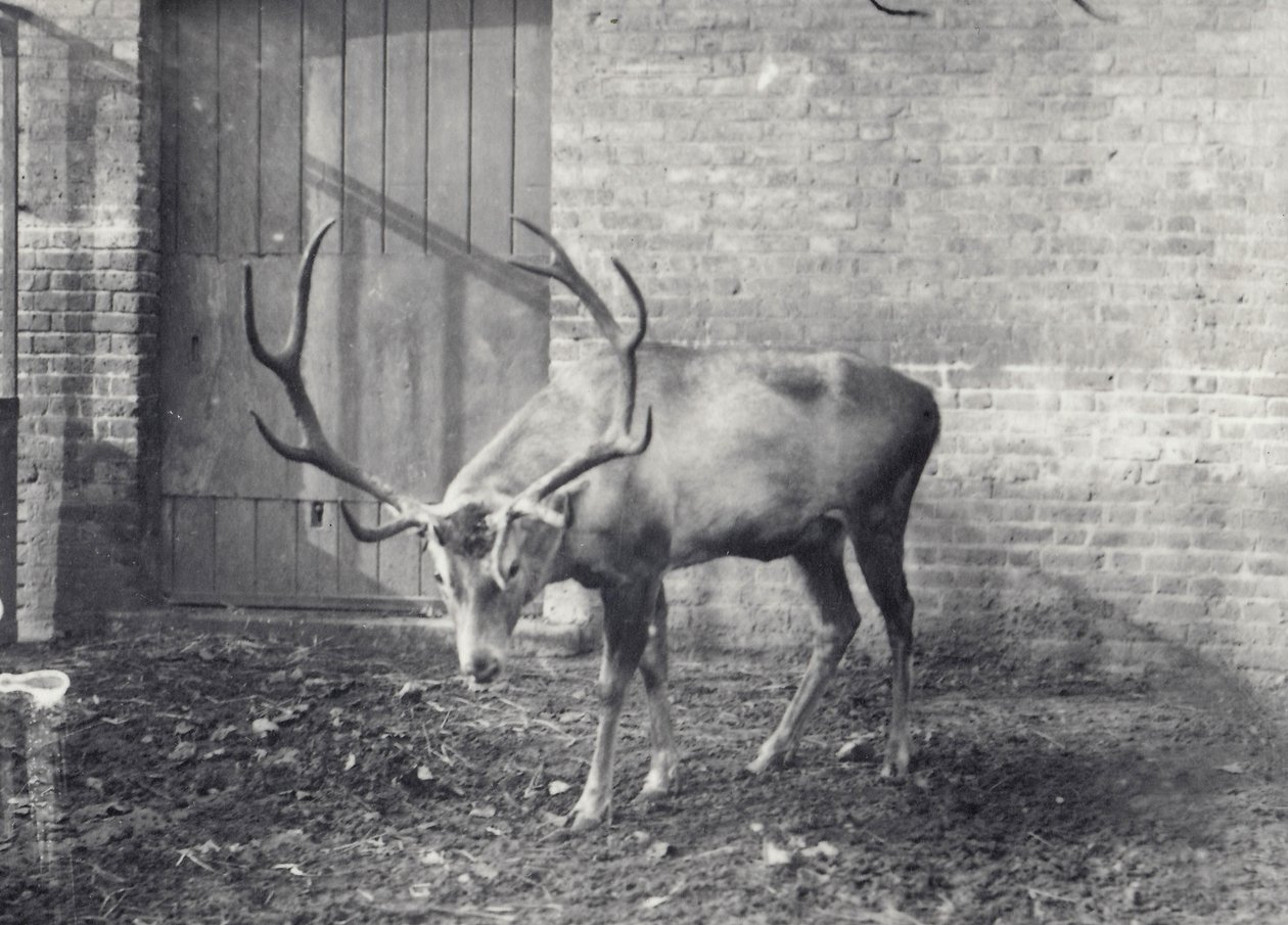 1917年12月、ロンドン動物園に生息するワリシカ、中央アジアまたはチベットレッドディアとしても知られる 作： フレデリックウィリアムボンド