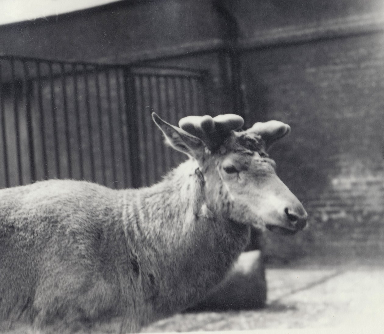 1920年5月、ロンドン動物園のベルベットで、アントラーの成長の初期段階を示しているワリックの鹿 作： フレデリックウィリアムボンド