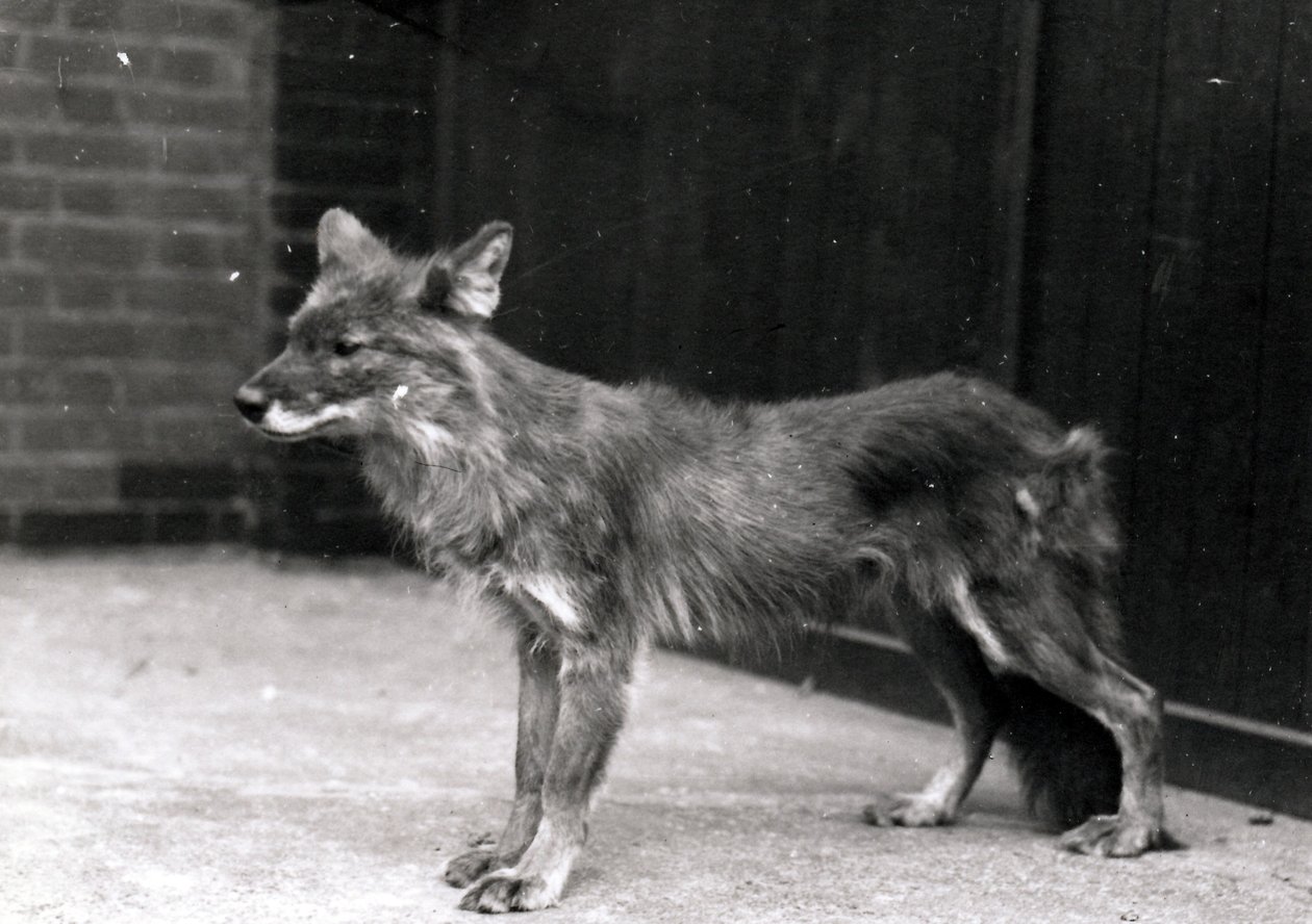 ZSLロンドン動物園の野生の犬 作： フレデリックウィリアムボンド