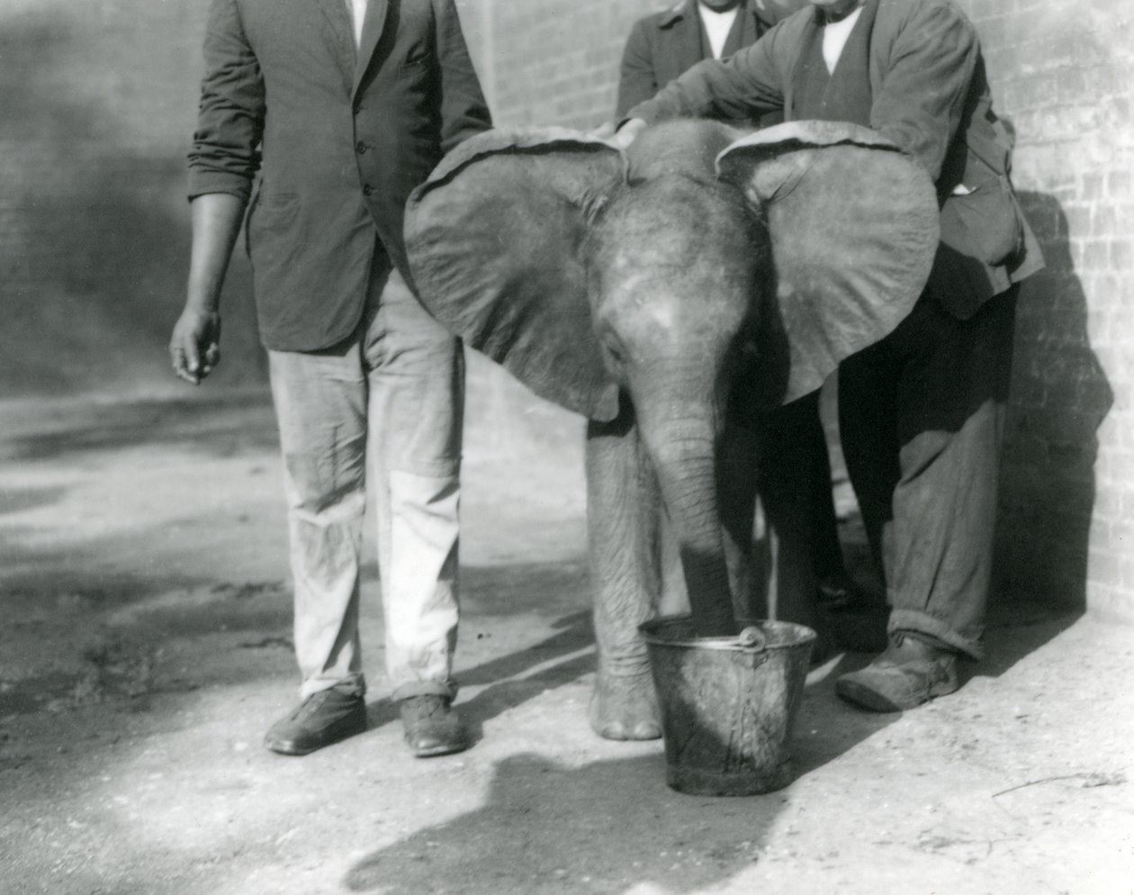 1923年9月、ロンドン動物園のダリシャと飼育係によって飲み物を与えられている若いアフリカ象キベレンゲ（bw写真） 作： フレデリックウィリアムボンド