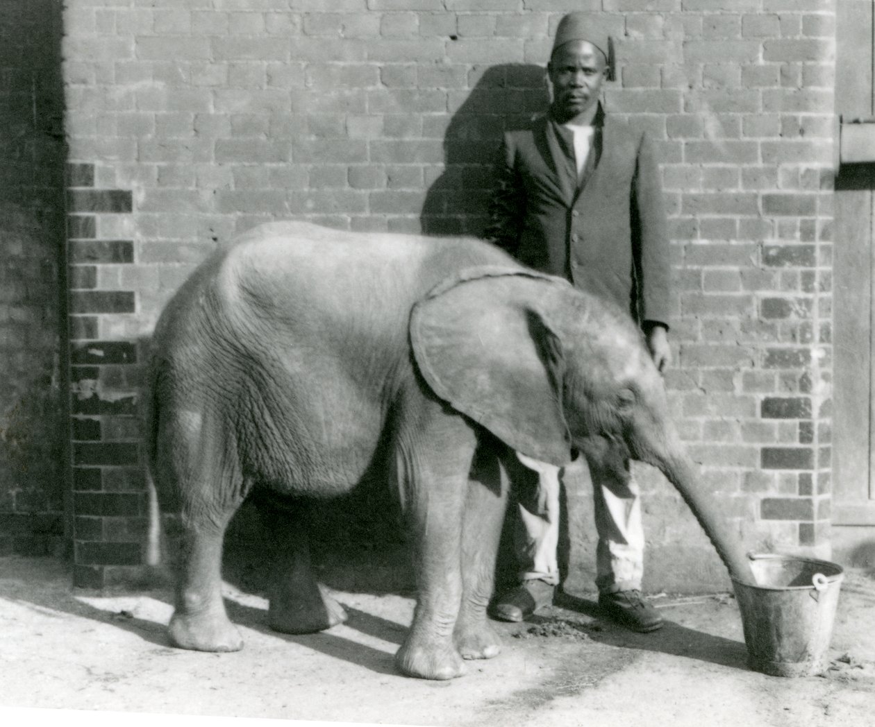 ダリシャ、ロンドン動物園、1923年9月（bw写真）によって飲み物を与えられている若いアフリカ象キベレンゲ 作： フレデリックウィリアムボンド