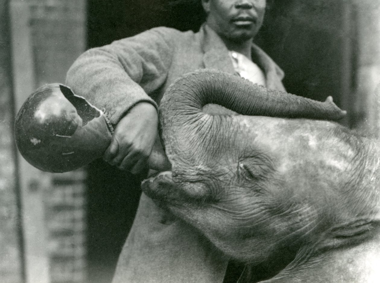 サイードアリがロンドン動物園で1923年9月に撮影している間に、若いアフリカゾウキバレンゲがダリシャから飲み物を与えられている（bw写真） 作： フレデリックウィリアムボンド