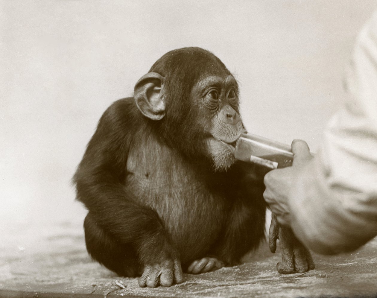 1923年4月、ロンドン動物園で若いチンパンジー「ジョニー」がタラ肝油を飲んでいる 作： フレデリックウィリアムボンド
