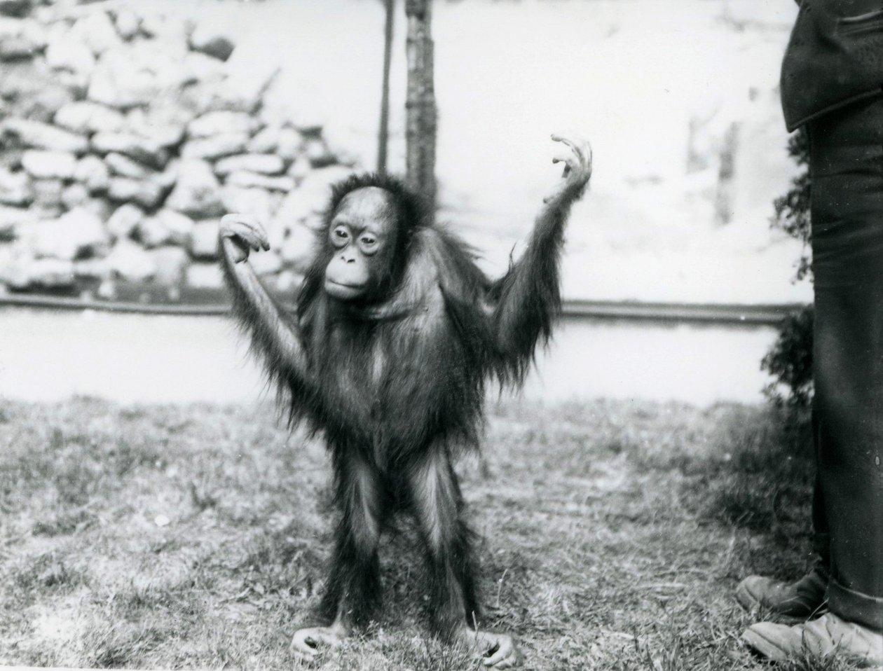 1915年6月、ロンドン動物園での若いオランウータン 作： フレデリックウィリアムボンド