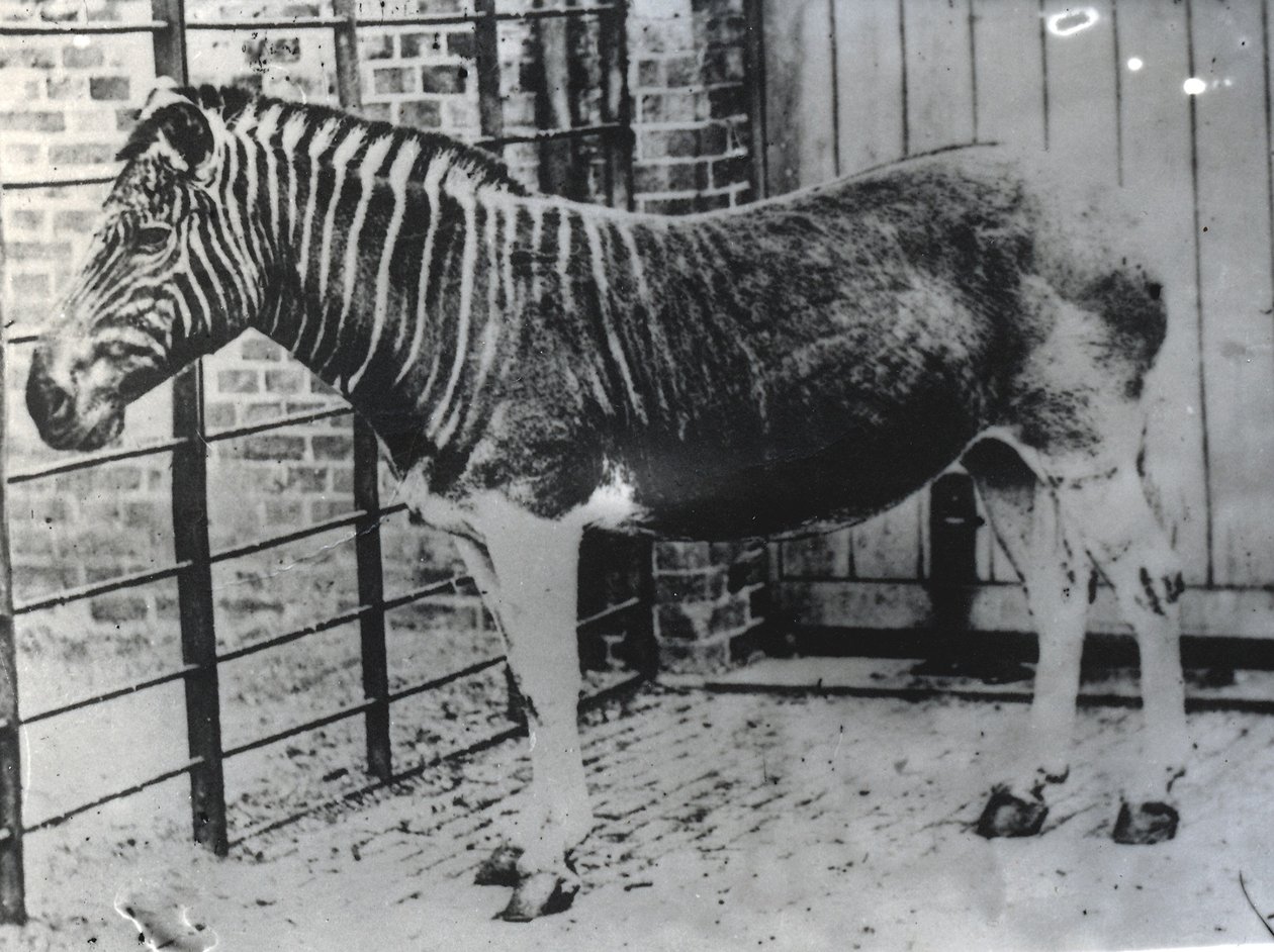 ZSLロンドン動物園のクアッガ、おそらく1870年夏（bw写真） 作： フレデリック・ヨーク