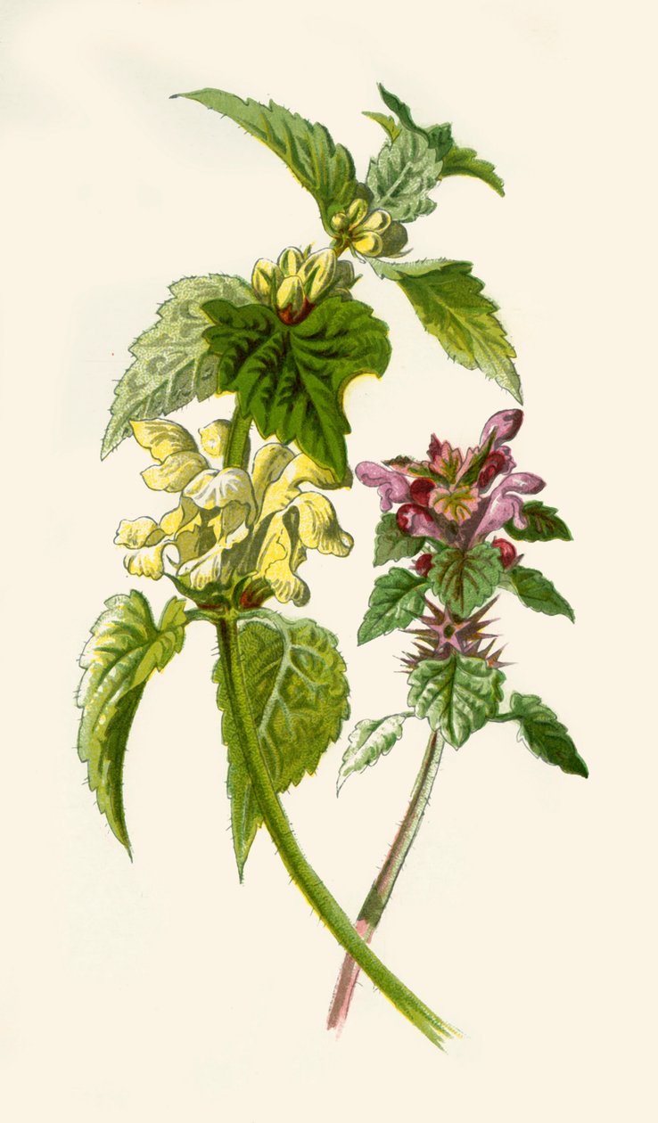 Dead-Nettle-Red＆White、1877。 作： フレデリック・エドワード・フルム