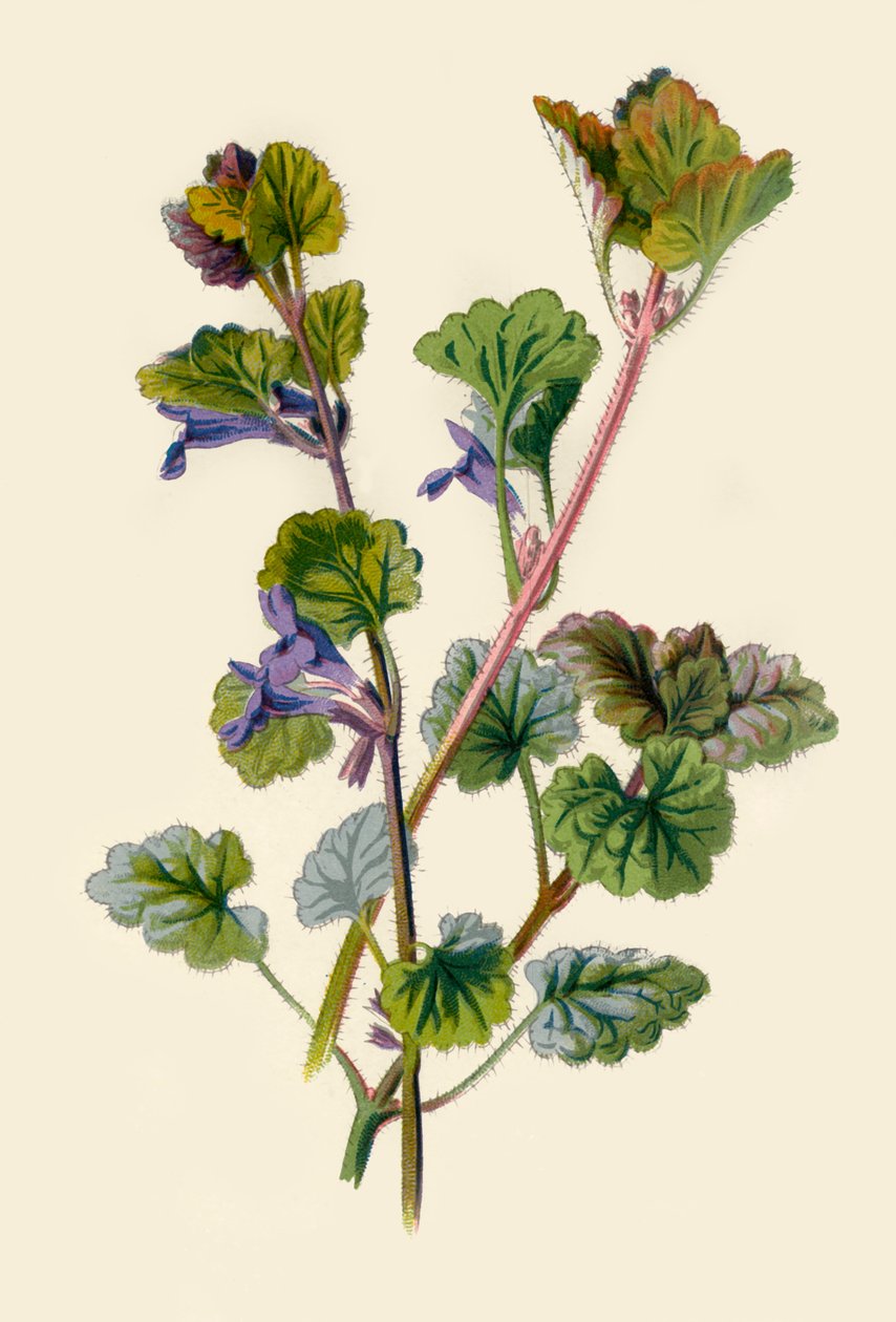 Ground Ivy、1877。 作： フレデリック・エドワード・フルム