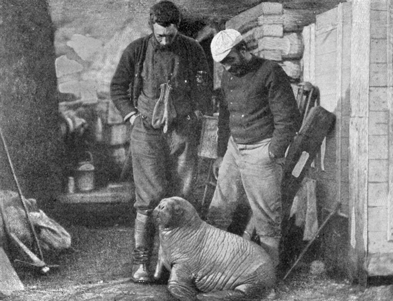 セイウチの子、1899 年。 作： フレデリックジョージジャクソン