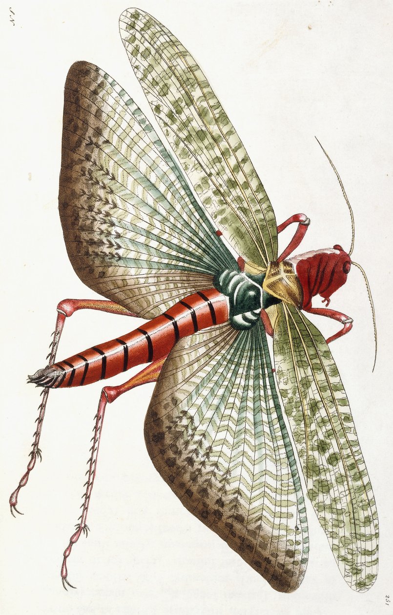 エジプトのイナゴ、1790年 作： フレデリック・ポリドール・ノダー