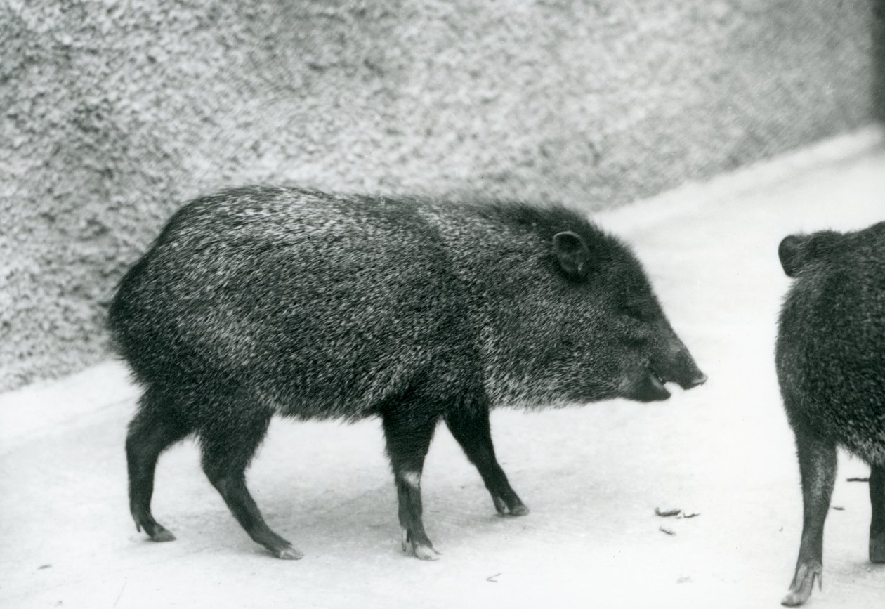 1927年にロンドン動物園で首輪を付けられたペッカリー 作： フレデリックウィリアムボンド