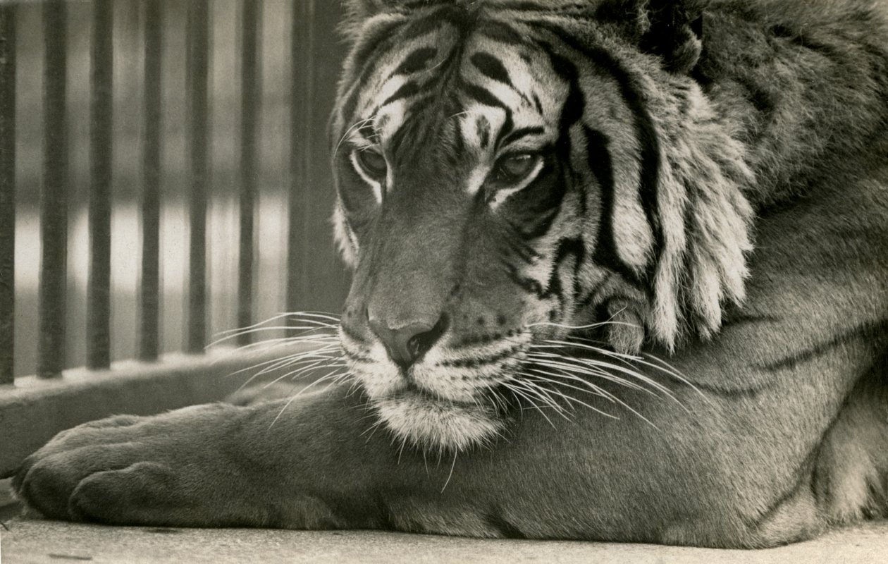 タイガーサム、ロンドン動物園、1925年 作： フレデリックウィリアムボンド