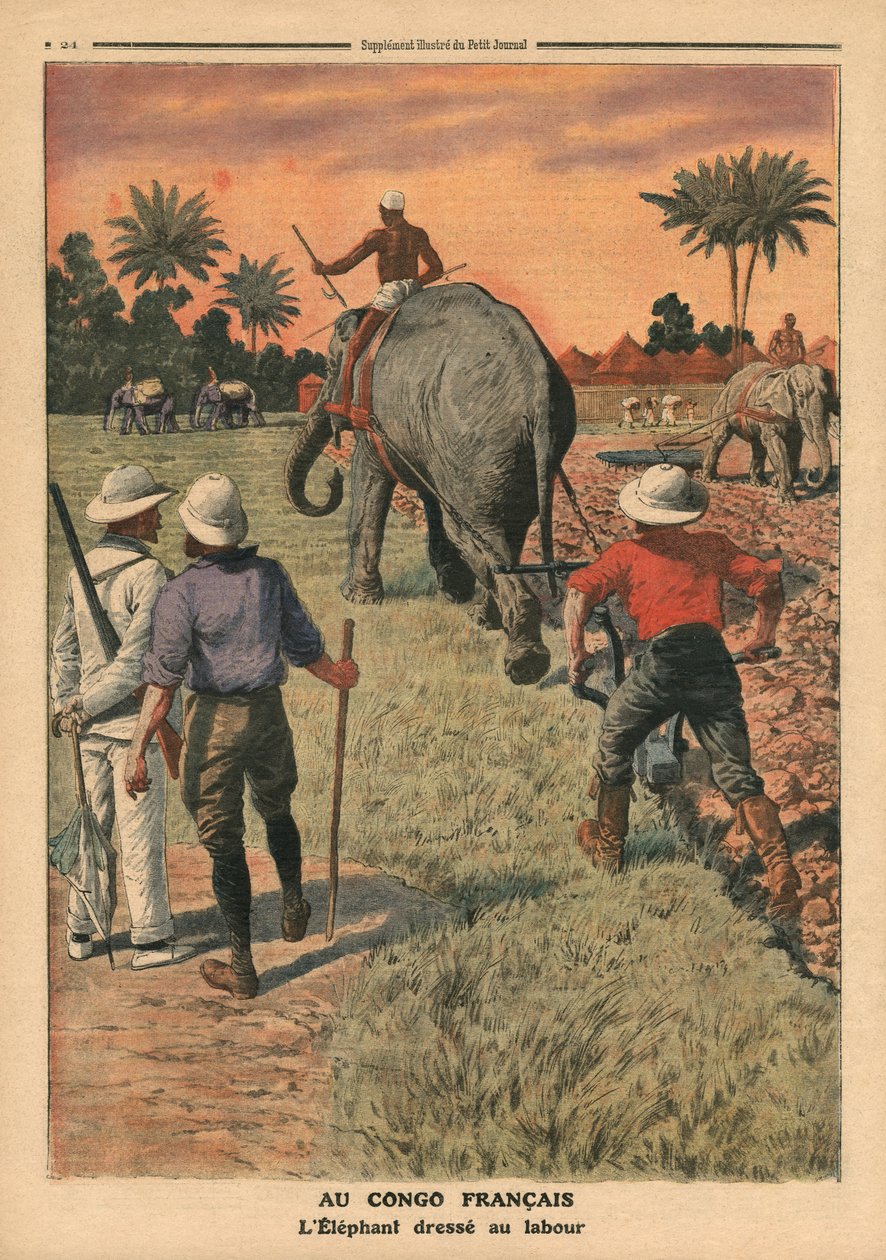 1911年1月15日、フランスのコンゴでは、象は耕す訓練を受け、「ルプチジャーナル」からの挿絵、挿絵を追加しました。 作： フランス語学校