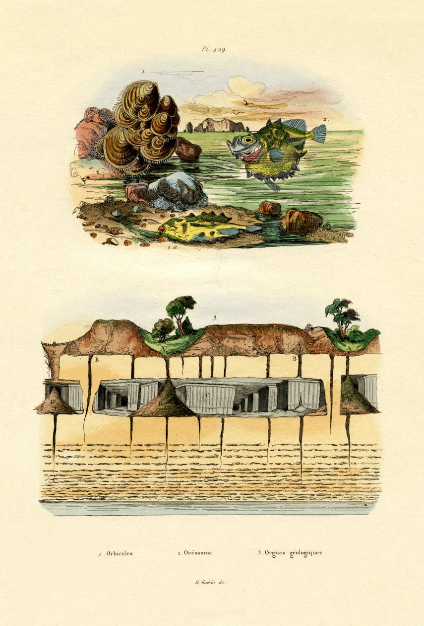 Orbicula Shell、1833-39 作： フランス語学校