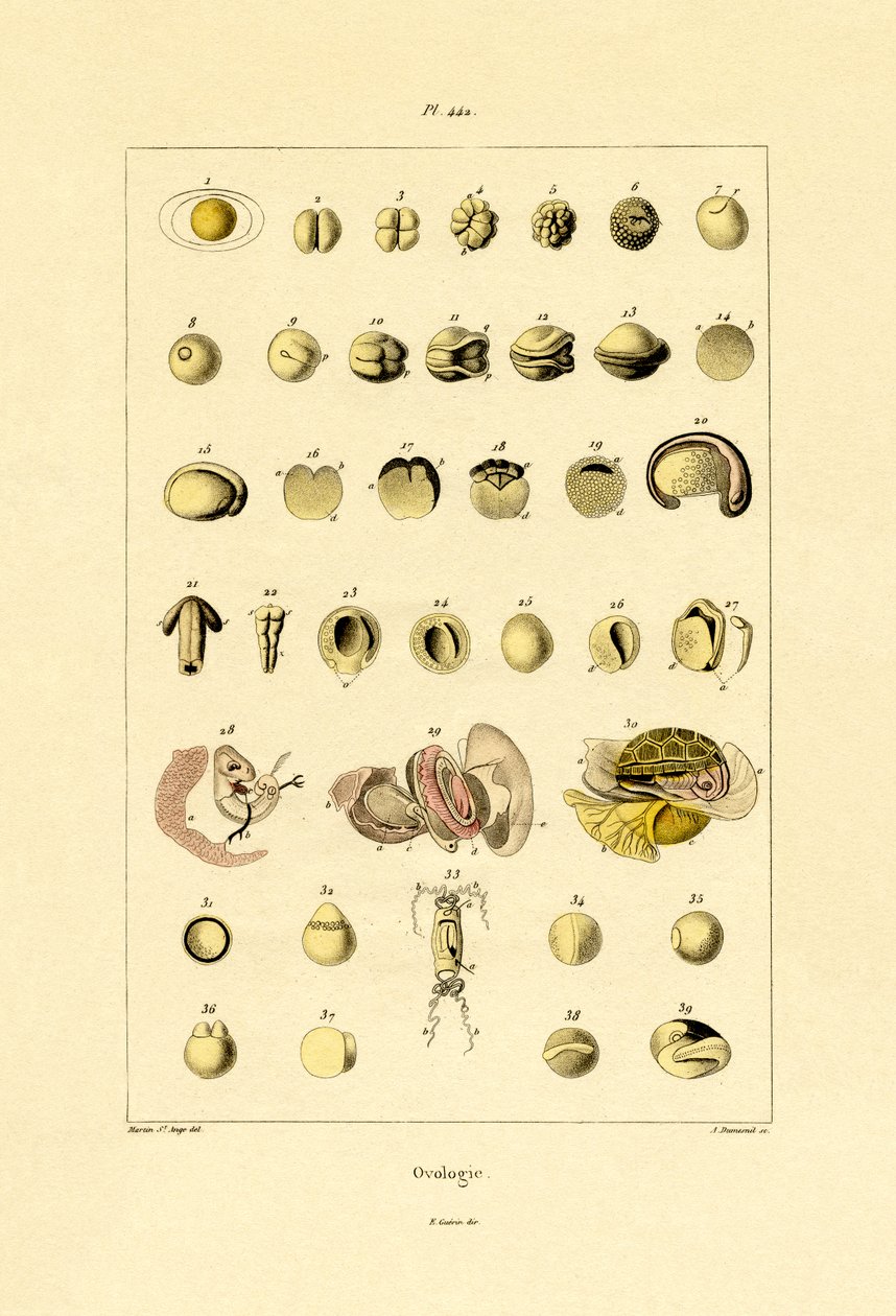 卵学、1833-39 作： フランス語学校