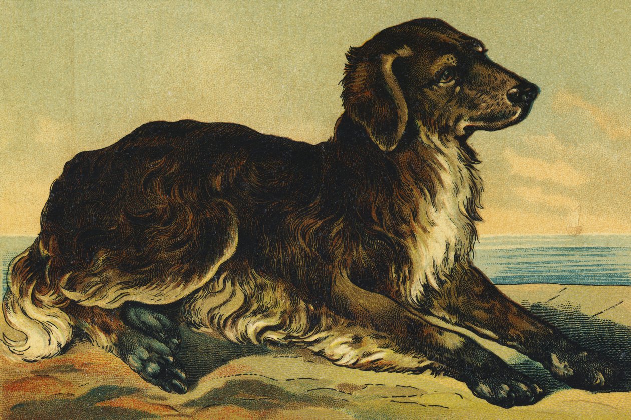 C as Dog 作： フランス語学校