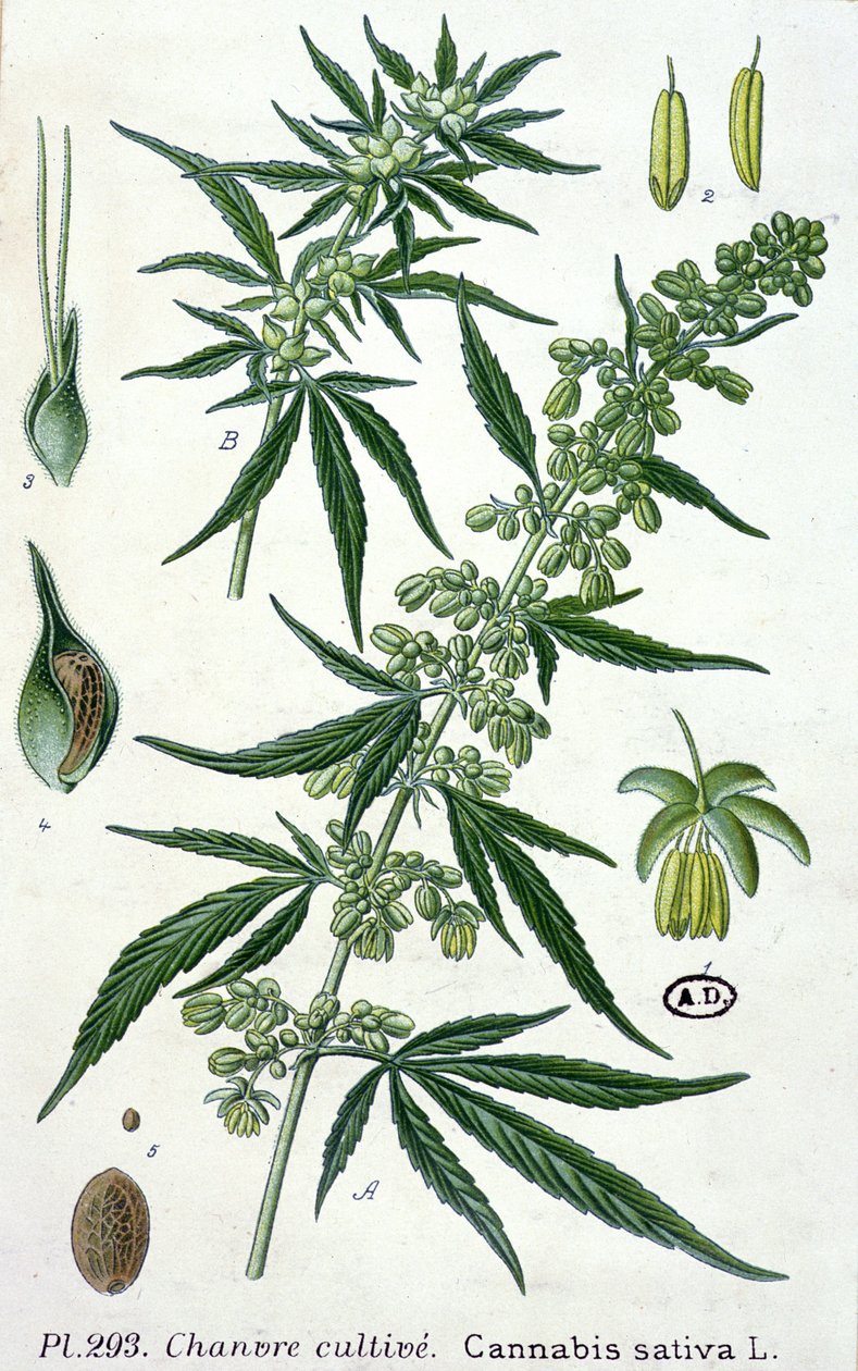 大麻サティバ、植物プレート 作： フランス語学校