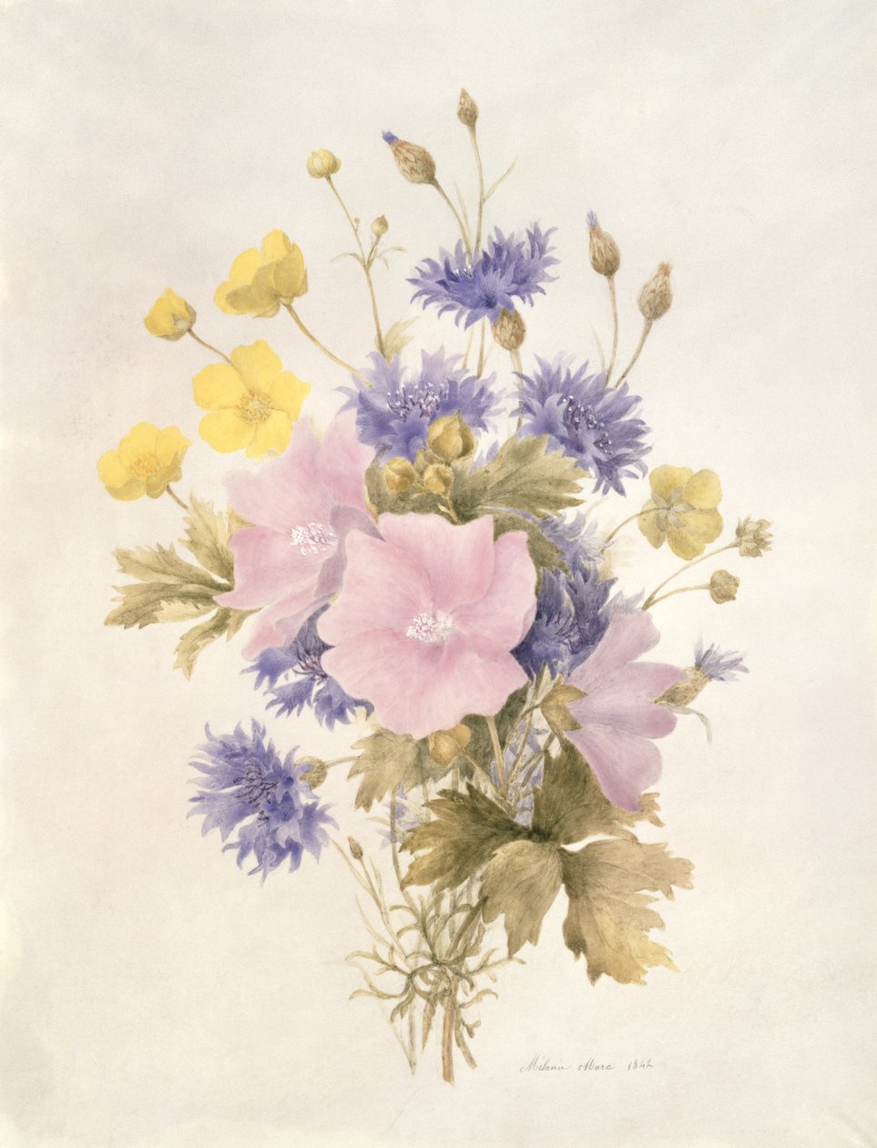 野の花、1842年（紙にトイレ） 作： フランス語学校